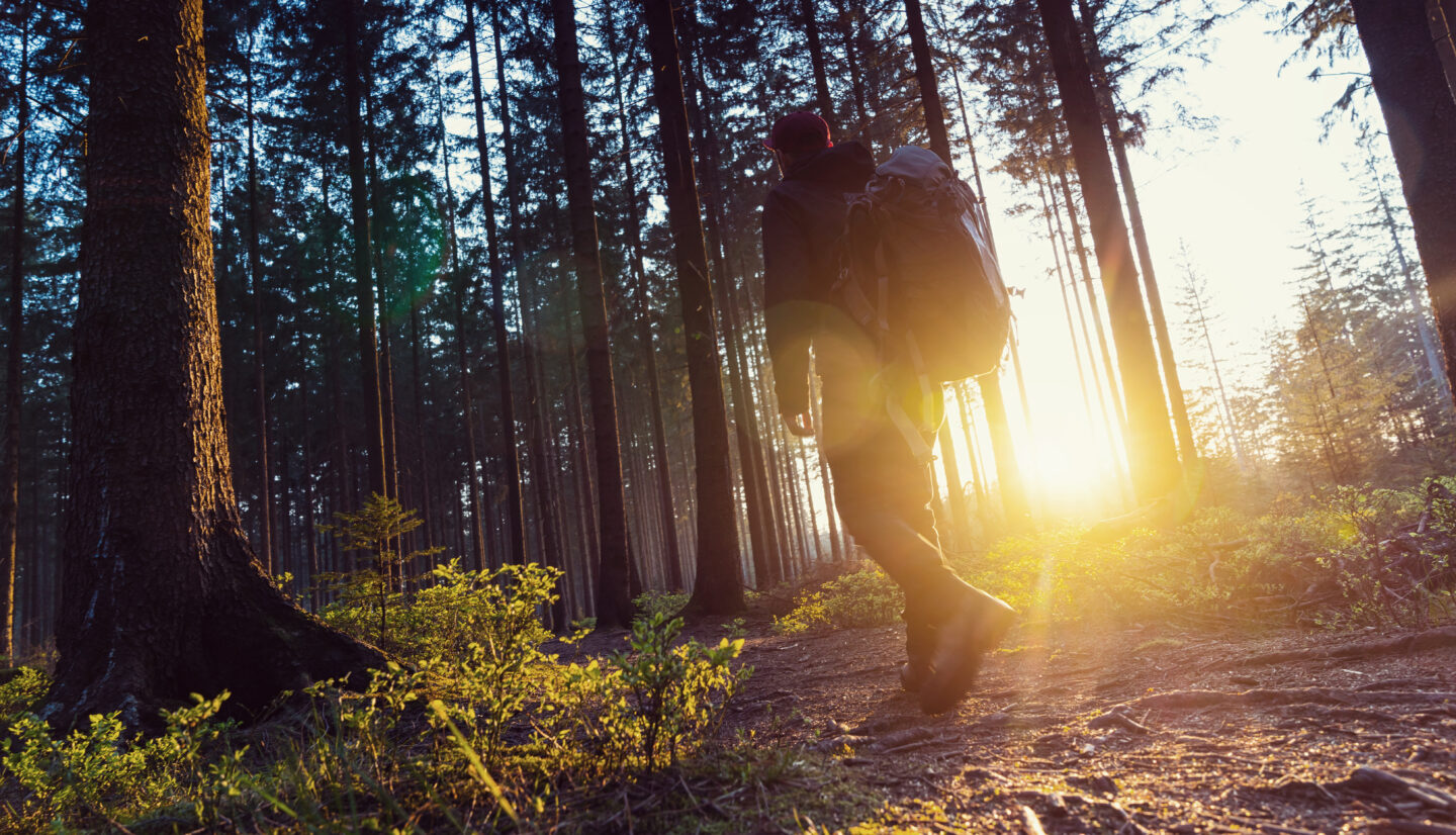 Hiker walking a dappled forest trail in Europe, the kind of terrain where tick-borne encephalitis vaccination is advised