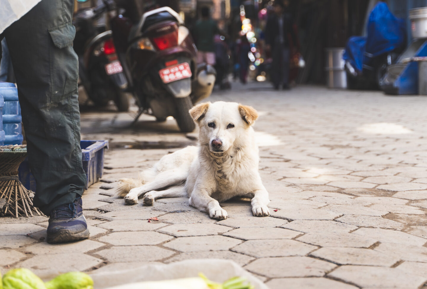 Calm street dog resting in a town in Nepal, a reminder to consider rabies vaccination before travel
