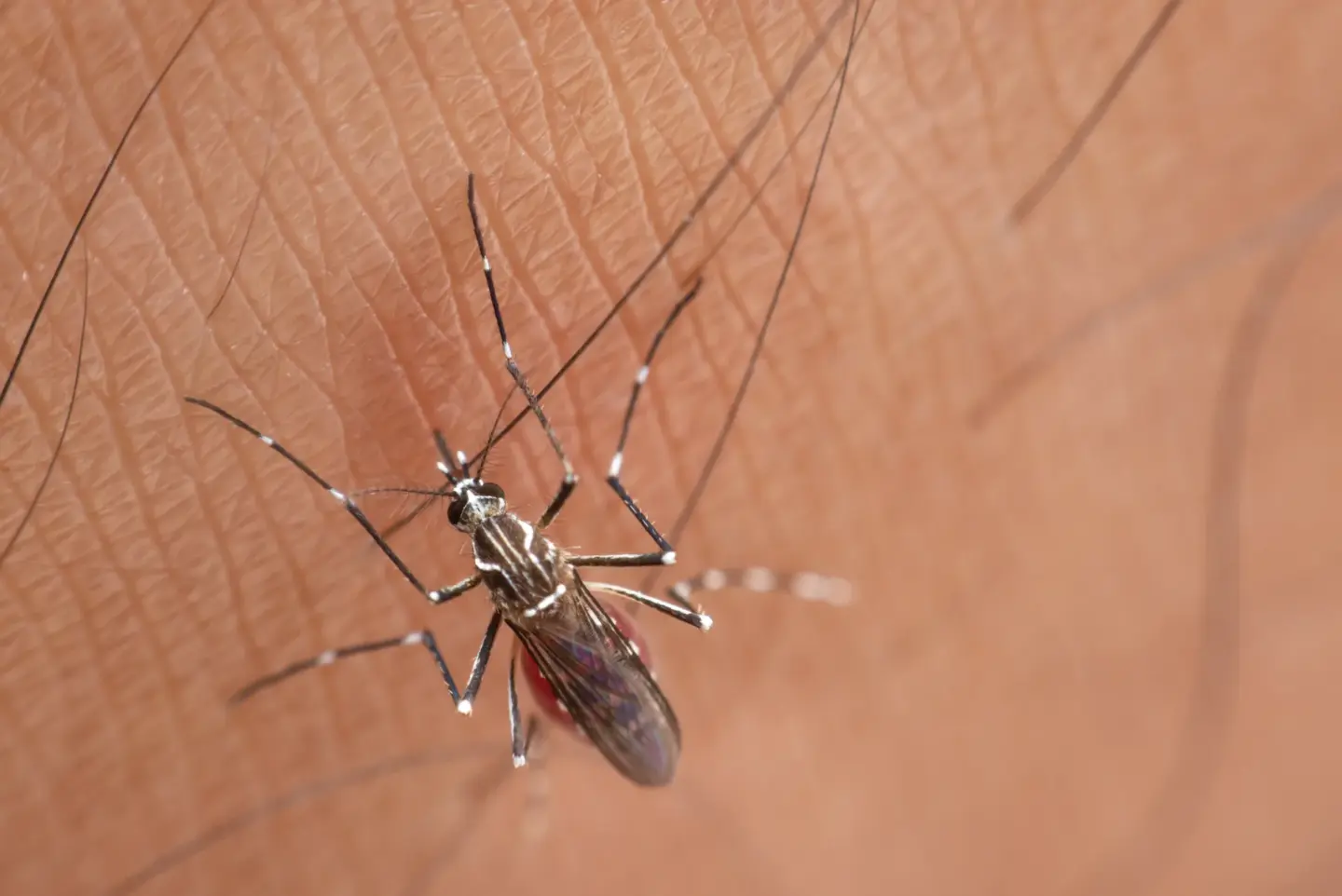 Close-up of a black and white striped Aedes mosquito, the day-biting species that spreads chikungunya, on human skin