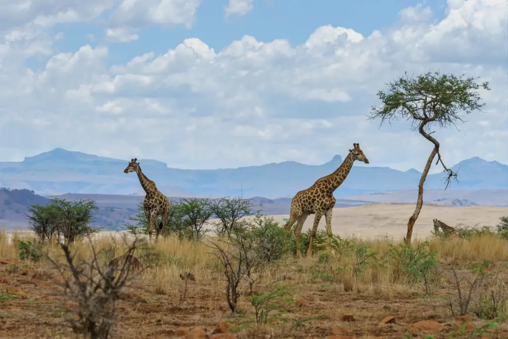 Kenya
