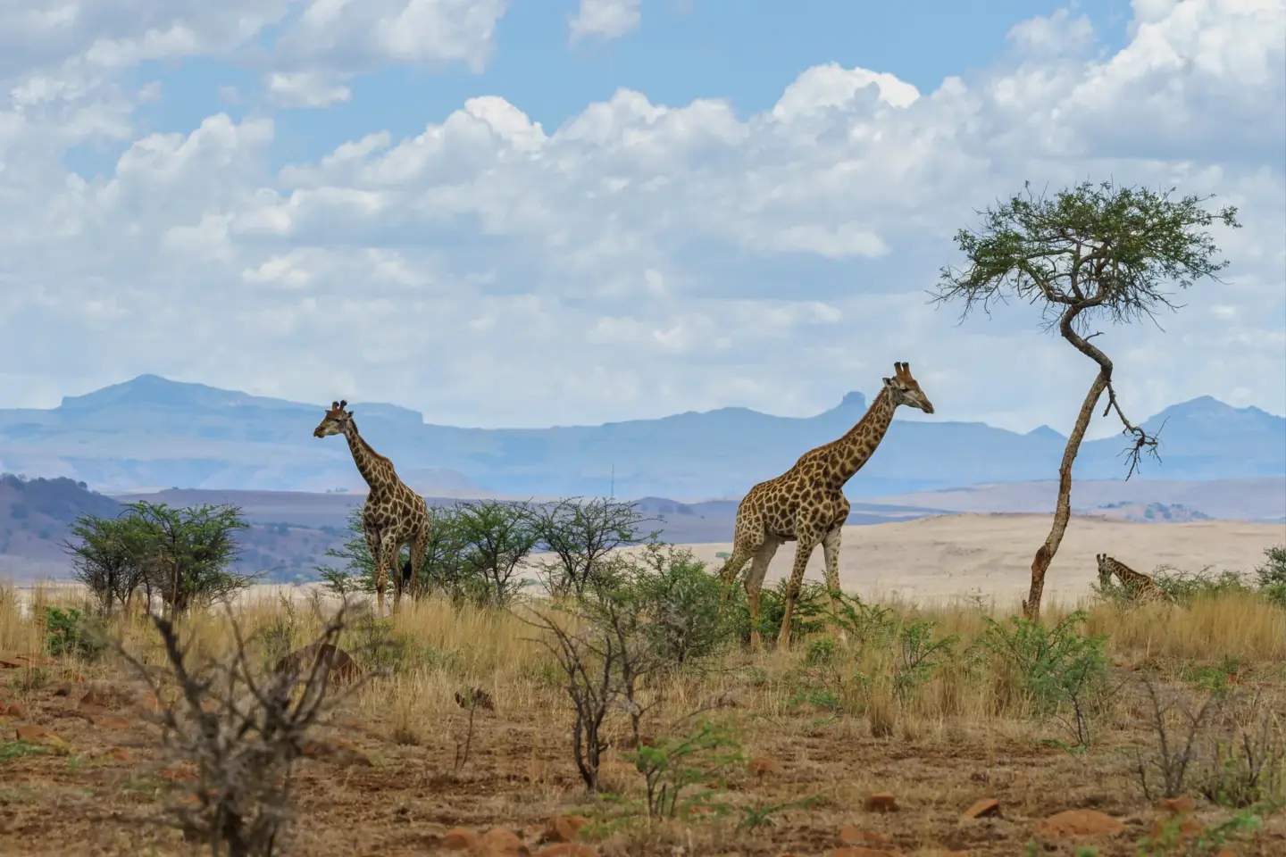 Giraffes on the savannah during a Kenya safari, the kind of trip our travel vaccination clinic in Longridge, Preston prepares travellers for.